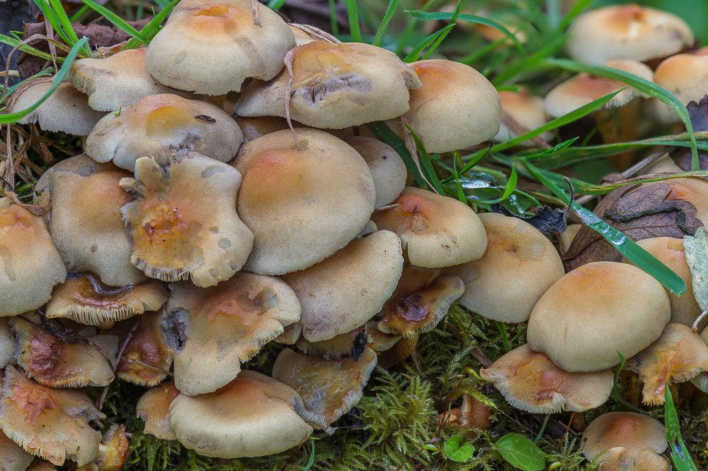 Botanics's tweet image. #fungi #mushroom #botanics #cheshire #autumn