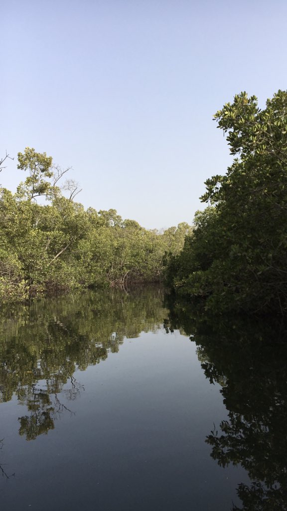 Nittu_Aljannah's tweet photo. Le Delta du Saloum est l'un des six parcs nationaux du Sénégal avec une superficie de 76 000 hectares.
#Kebetu #DimancheDecouverte #Senegal https://t.co/USkVaosVBp
