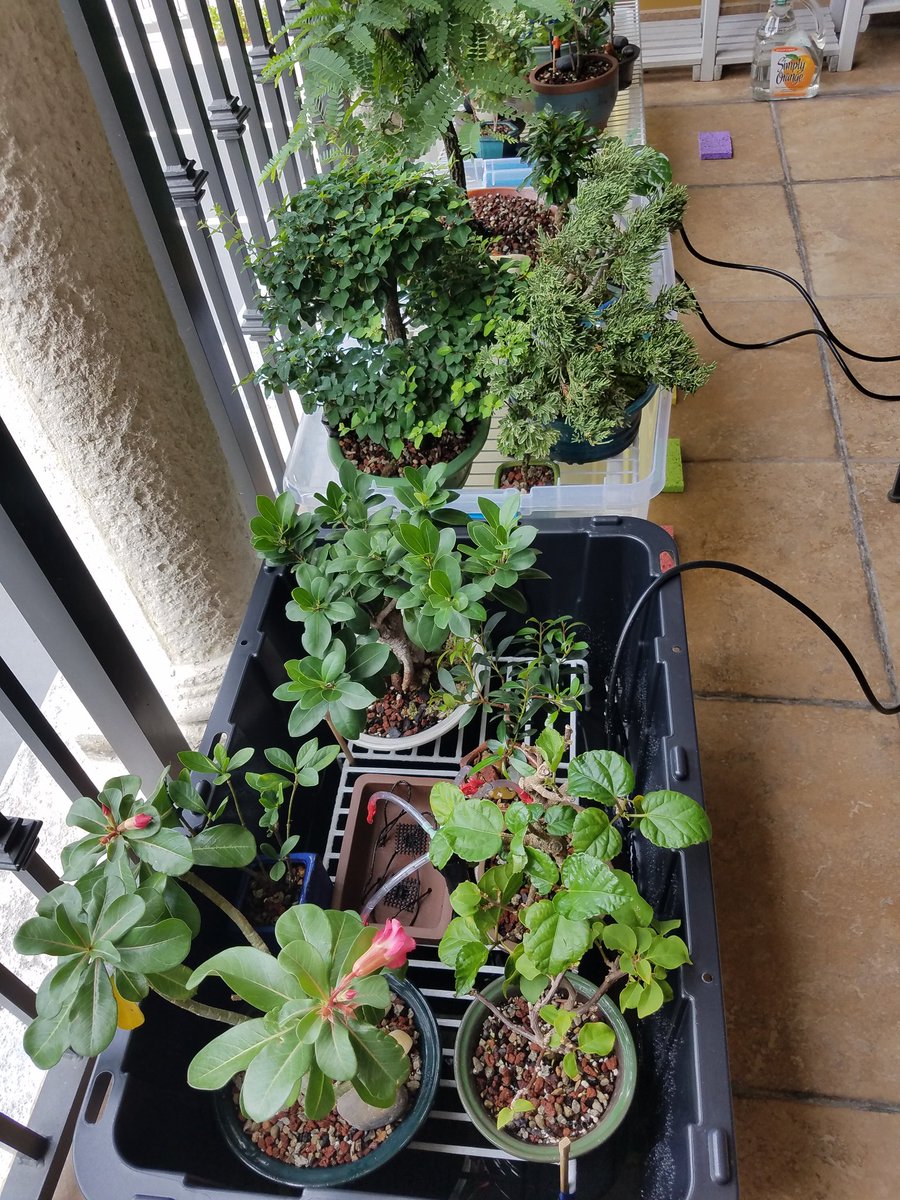 emptynest2664's tweet photo. To think that I started out with just 1 plant, 1 year ago. #Bonsai https://t.co/SFwNAy00l7