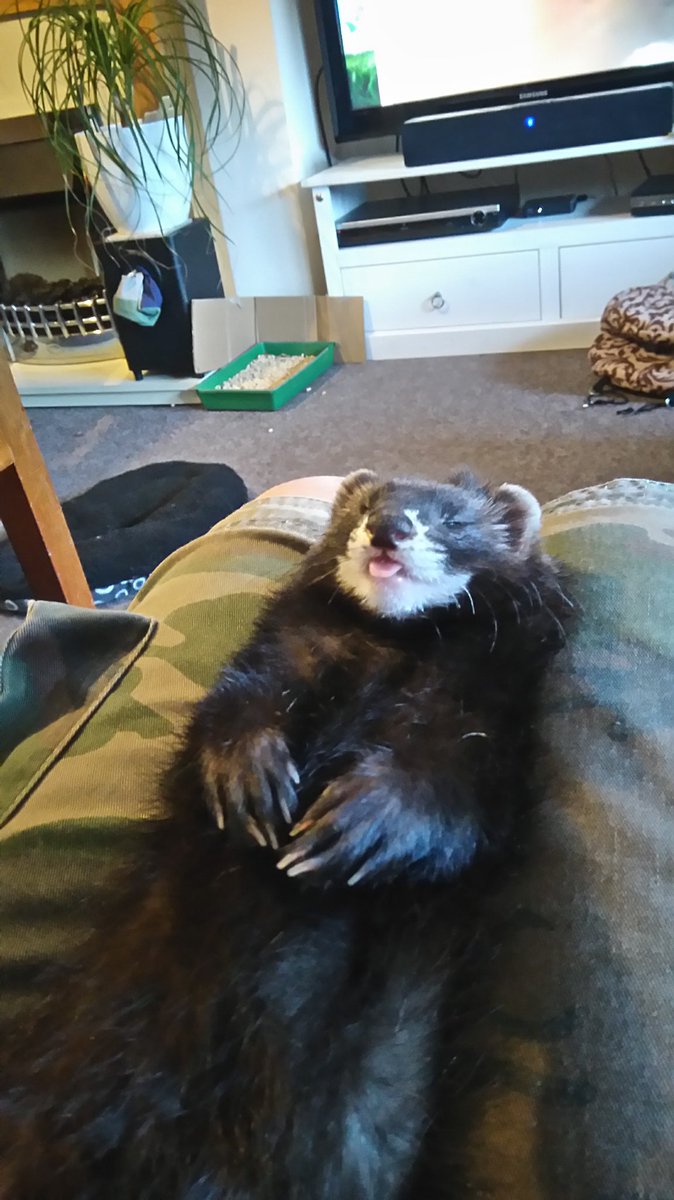 pc_vandijck's tweet photo. I is relaxed😎 #Ferrets https://t.co/Iwz9seGV5w