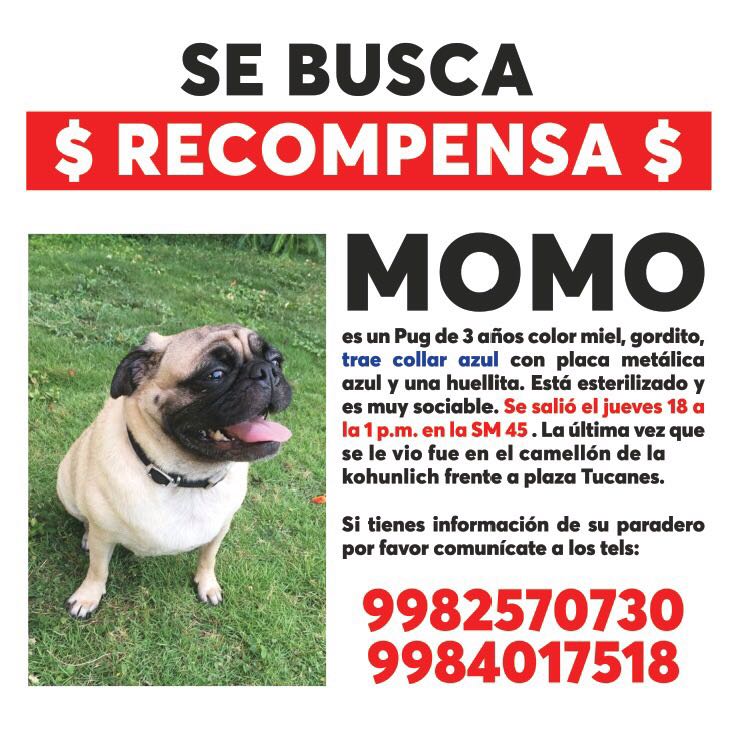 ElviaMZenteno's tweet photo. Lo vieron por Av Tecnológico si lo ves por favor agarralo @VivoEnCancun @jmartinsamano @Tierradanimales @CLAUSANIMALISTA https://t.co/zn1T8Omoo4