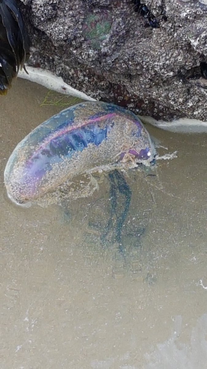 dschillaci82's tweet photo. No place like here.....learnt something new today....Portuguese Man o' War!!! ๐ฆ #CornwallLiving #WatergateBay #TGIHT #๐Cornwall https://t.co/oETZc8b65H