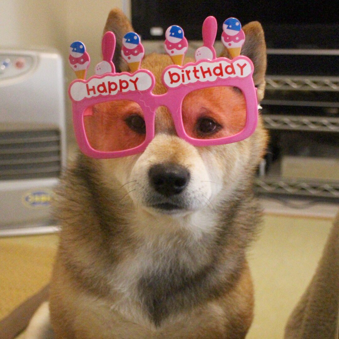 柴犬まる ハッピーバースデー 今日はまるの9才の誕生日だよ 変なメガネ をかけさせられて不満げ Happybirthday 赤柴 柴犬 Shiba Shibadog Shibainu Shibalove Doge T Co 4alfb7p0um Twitter