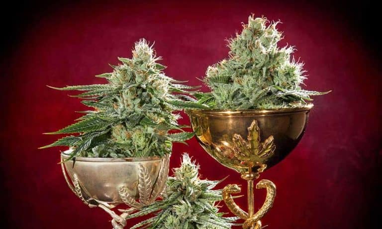 HIGH_TIMES_Mag's tweet photo. Just In! Check Out the Winners of the Very First 2017 #CannabisCup New England. https://t.co/6hb4qIDPWh https://t.co/27lA0SL0nv