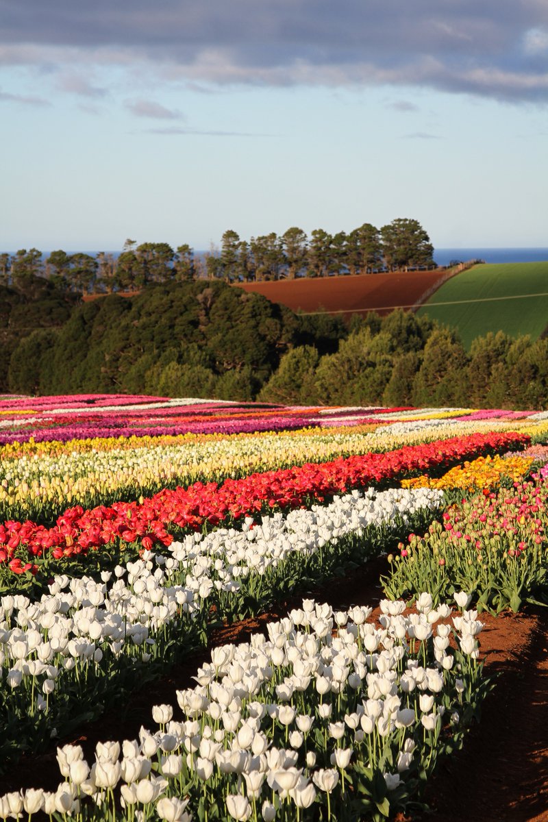_bgoat's tweet photo. #Tasmania's Northwest.
#tulips #spring @tasmania #seeAustralia https://t.co/pxmBPUhIUs