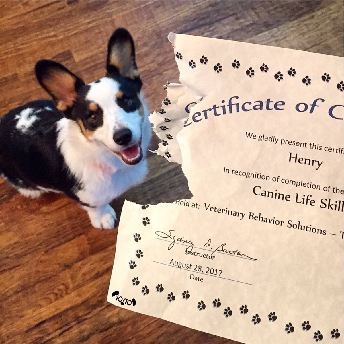 dog_rates's tweet image. This is Henry. He just graduated. Immediately forgot the canine life skill of not eating your diploma. Oh well. Still 13/10 would pet well