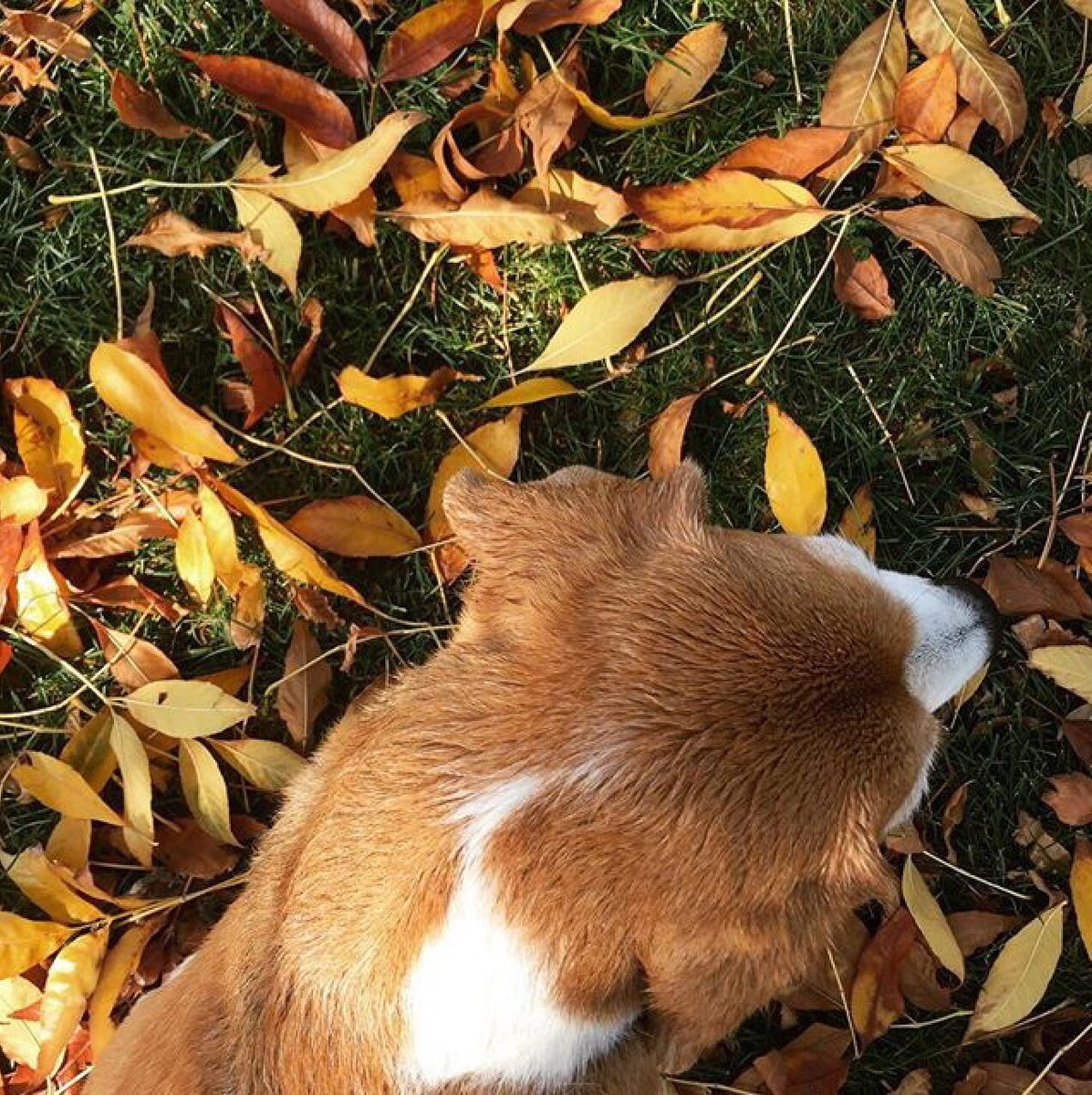 <a href="/cansellelcin/">Cansel Elçin</a> <a href="/cansellelcin/">Cansel Elçin</a> İyi geceler 🌿🍃🍁🍂