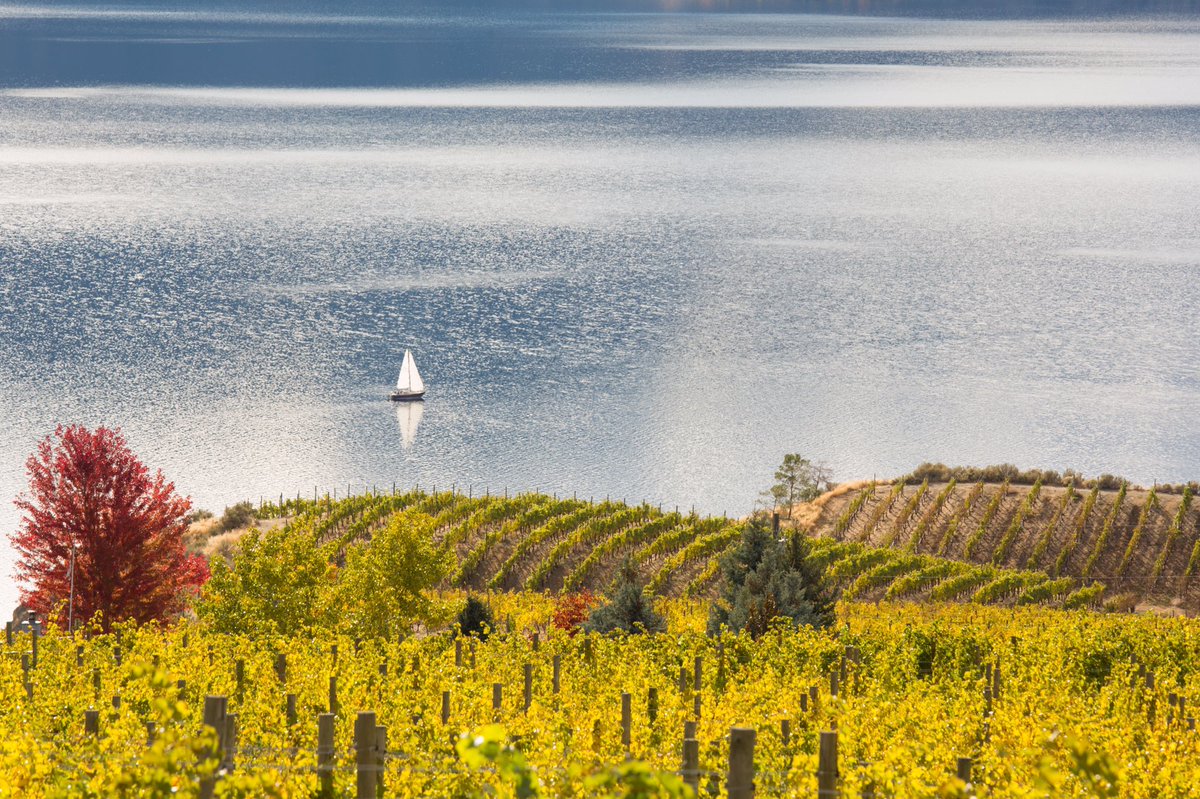 Fall in the vineyard and the tasting room is open until 4pm today. #bcwine #okanagan #explorebc