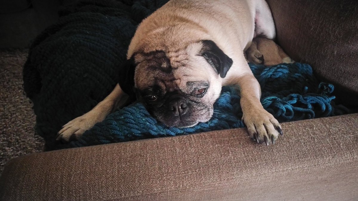 ChunkyDonuts's tweet photo. I went to the park and now I'm tired #pug https://t.co/jGADN7llVU