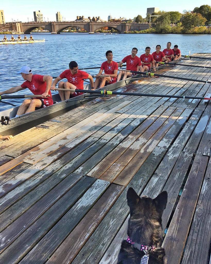 abbiesurfs's tweet photo. Row hard, Dad! #abbiewouldgo #hocr2017 #headofthecharles https://t.co/EfR2t0qQkn https://t.co/JxyWizgkNl