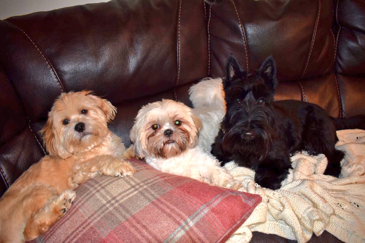 adugcalledjock's tweet photo. Having a cuddle with my “cousins” Theo and Macy 🐾 we never stay still for long. We prefer wrestling usually 🖤 Happy #ScottieSunday https://t.co/0bBsknzX4T