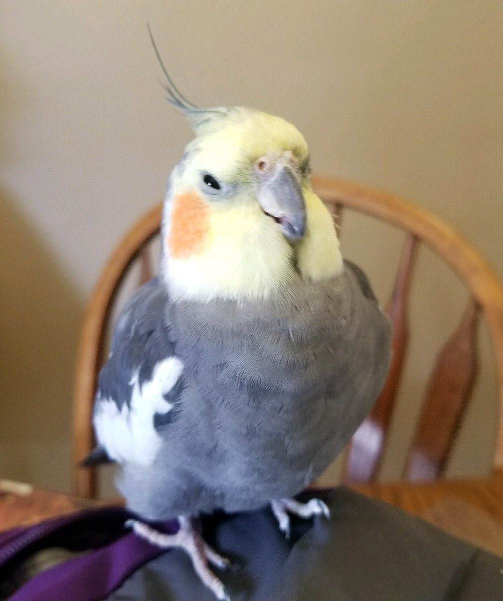 squinty_bird's tweet photo. photo time! https://t.co/vAF5e2mTuT