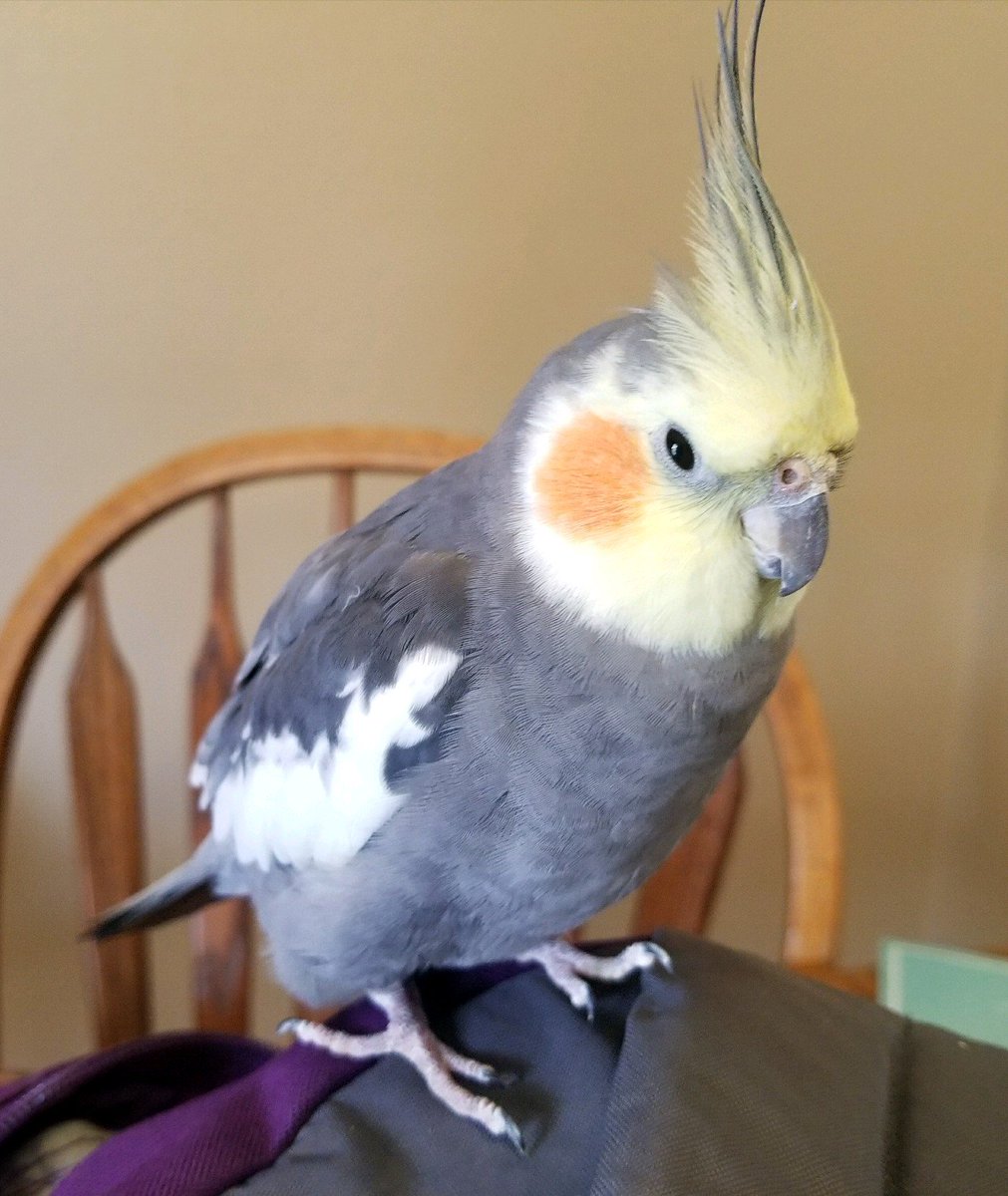 squinty_bird's tweet photo. photo time! https://t.co/vAF5e2mTuT