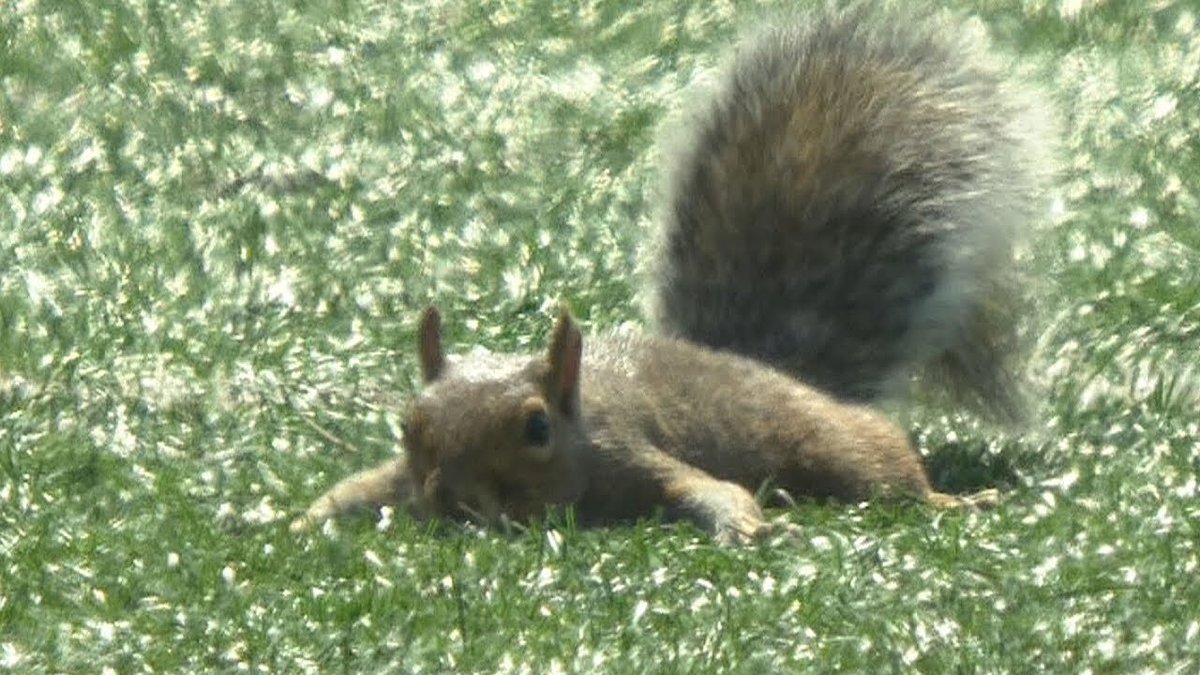 SquirrelOnField's tweet photo. #brutal @greenbaycoach @bestfansgbp @PackerNation2K @GOPackersNation https://t.co/OjyyIMX1ln