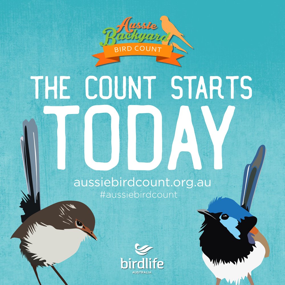 BirdlifeOz's tweet photo. #AUSSIEBIRDCOUNT STARTS TODAY - from 23-29 Oct submit as many 20min counts as you like from anywhere in Australia! https://t.co/eE96UySSTq https://t.co/sHxQzwfbjR