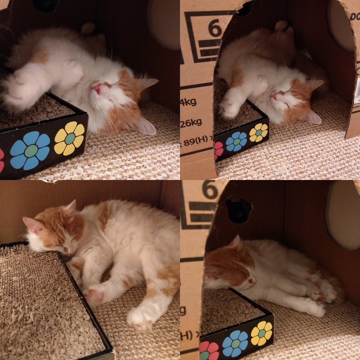 Mr_Jenks_x's tweet photo. Sleeping in my castle (fridge box) #cats #CatsOfTwitter #catsofinstagram https://t.co/k17p8LFICU