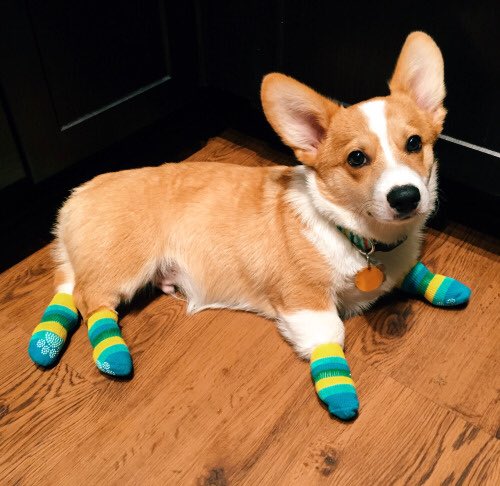 MrsFogeysEng's tweet photo. Tomorrow is Magic Sock Monday! https://t.co/DsbJ1orWMV
