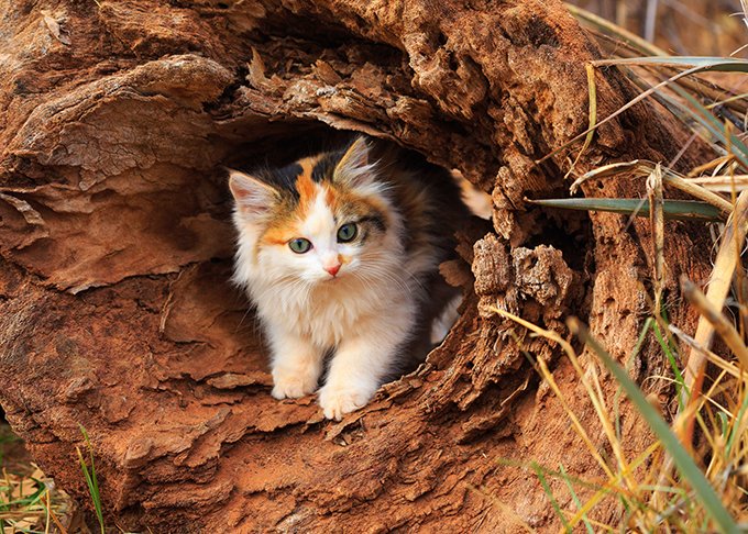 DrPnygard's tweet photo. "At the old Polish gardener’s
There’s a young cat
A calico
Living half-wild
Under the potting shed
Where she was born"
#AnnePorter https://t.co/viK1EJCFAK