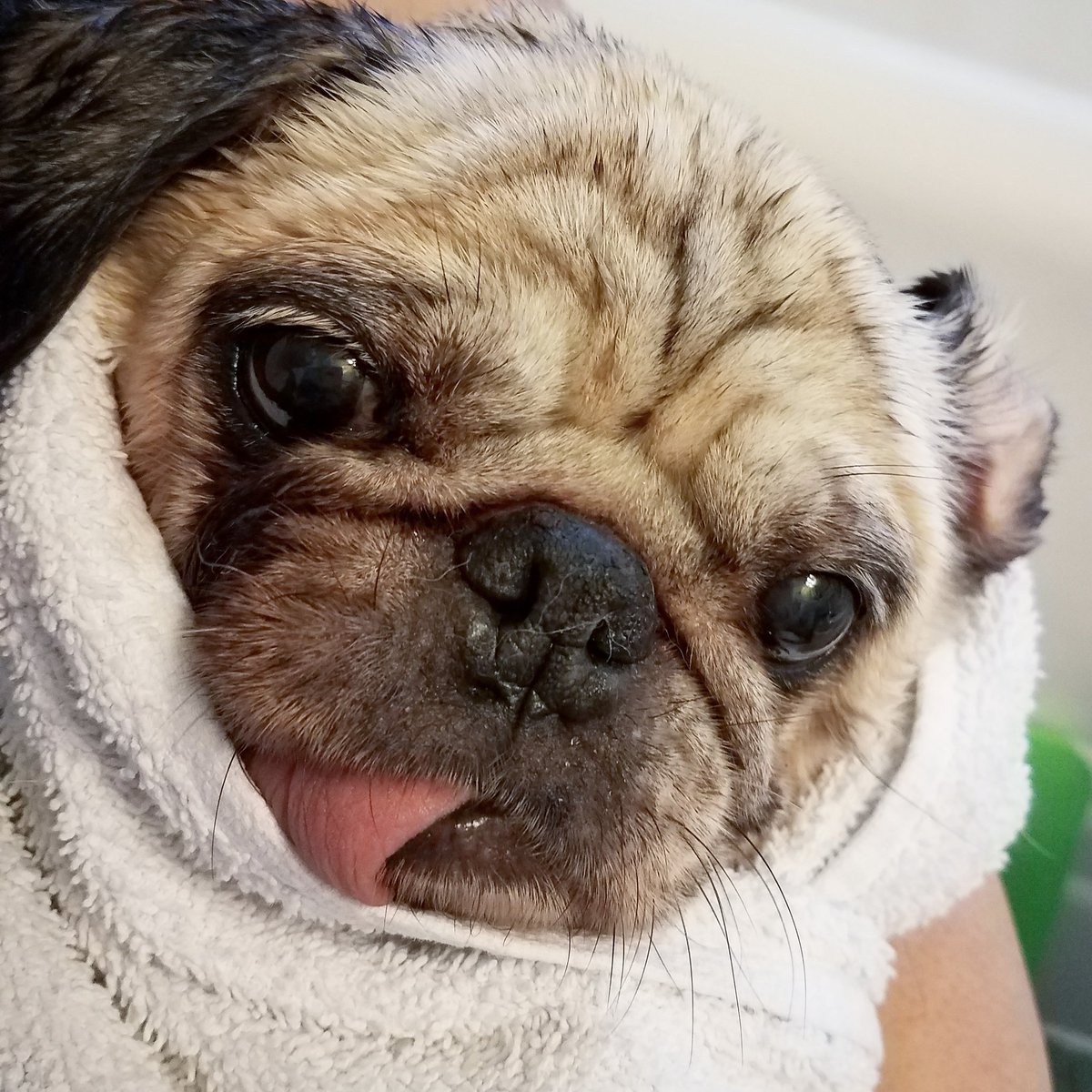 funaek's tweet photo. Sunny doesn't mind the bath but she hates the wrinkle & ear cleaning. I couldn't get a good photo of Monkey wrapped up in her towel because she was so wriggly! #bathpug #sunsbuns https://t.co/uff4Gmqad4