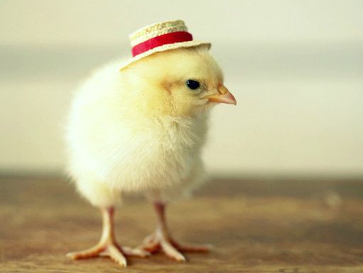 Kat1310's tweet photo. Cute or yummy? Tierno o delicioso? https://t.co/Y1jSROhCuI