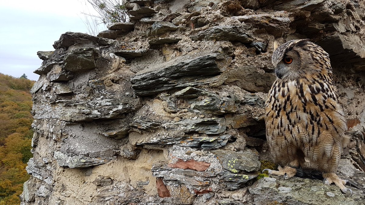 Akasha schaut sich auf Schloss Veldenz um