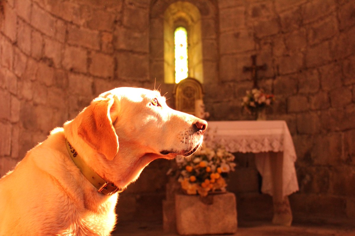planadecu's tweet photo. Woff woff! 🐶What do you think the dog is thinking? Write the answer ⬇️ https://t.co/8VRk1nldmM