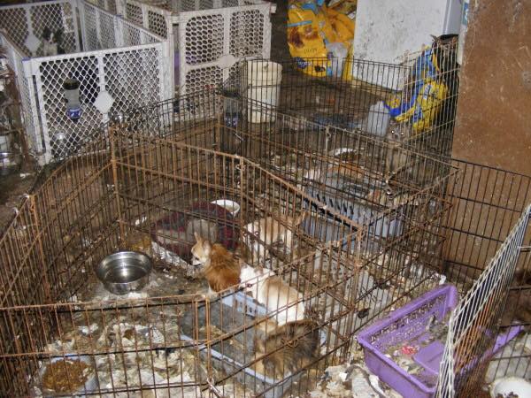 The_Animal_Team's tweet photo. Not a very palatable post but I would ask you to RT it. It's the time of year when people are thinking of getting a puppy for Christmas. A lot of puppies come from puppy farms - they are not vet checked &amp; who knows what the breeding background is. #GetYourRescueOn Illness/disease https://t.co/4GGt8ekZi9