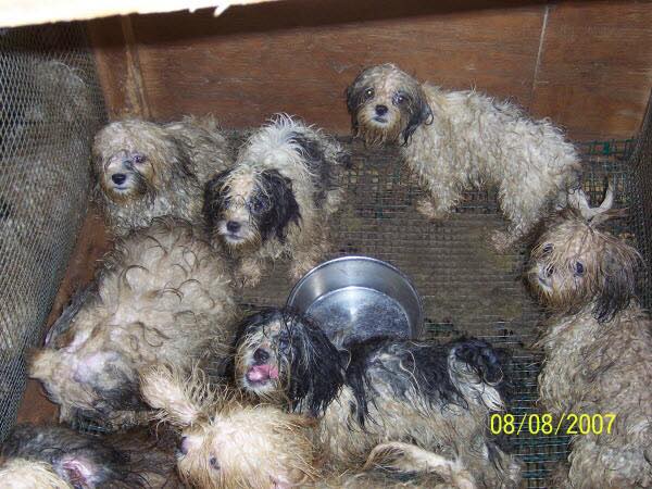 The_Animal_Team's tweet photo. Not a very palatable post but I would ask you to RT it. It's the time of year when people are thinking of getting a puppy for Christmas. A lot of puppies come from puppy farms - they are not vet checked &amp; who knows what the breeding background is. #GetYourRescueOn Illness/disease https://t.co/4GGt8ekZi9