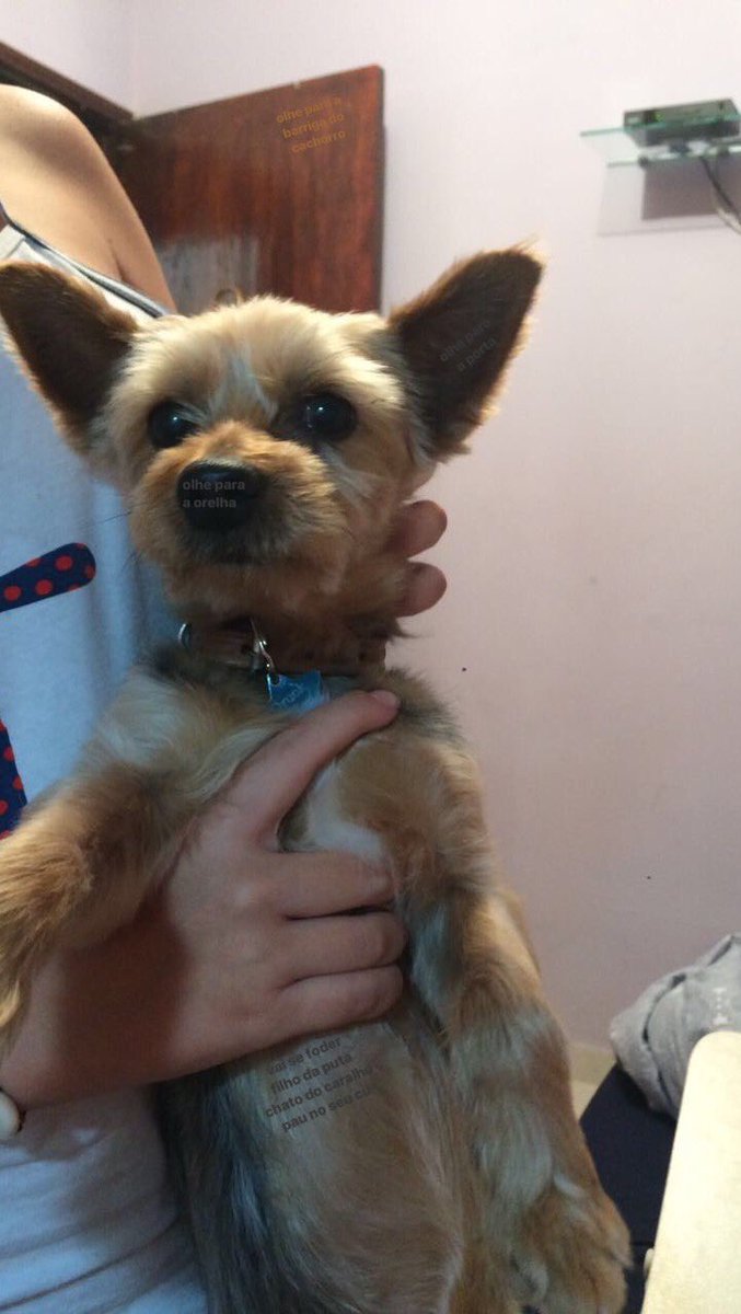 dê zoom no nariz do cachorro