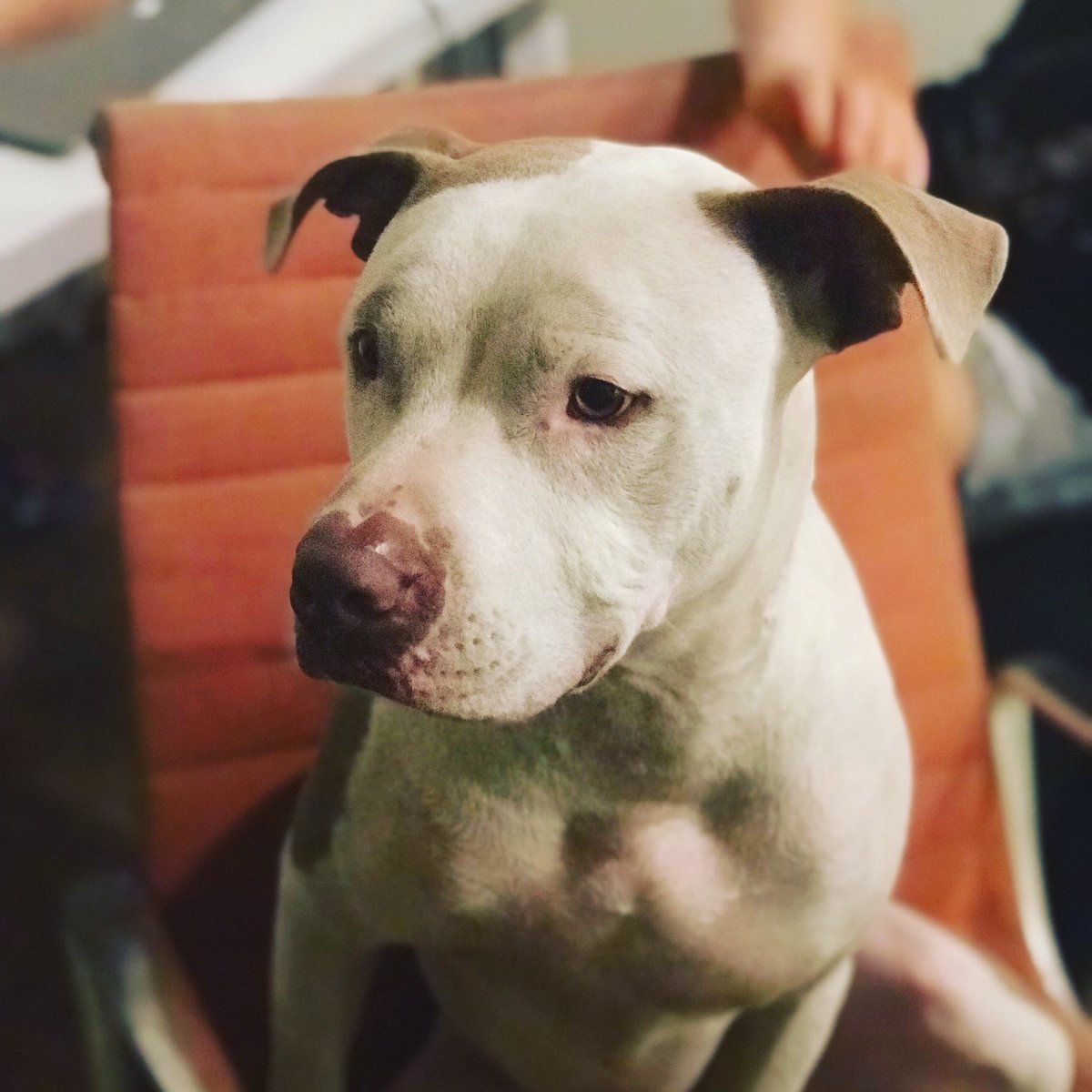 pomkingcharles's tweet photo. #candid #pitbullawarenessmonth https://t.co/DW75JPM0B9