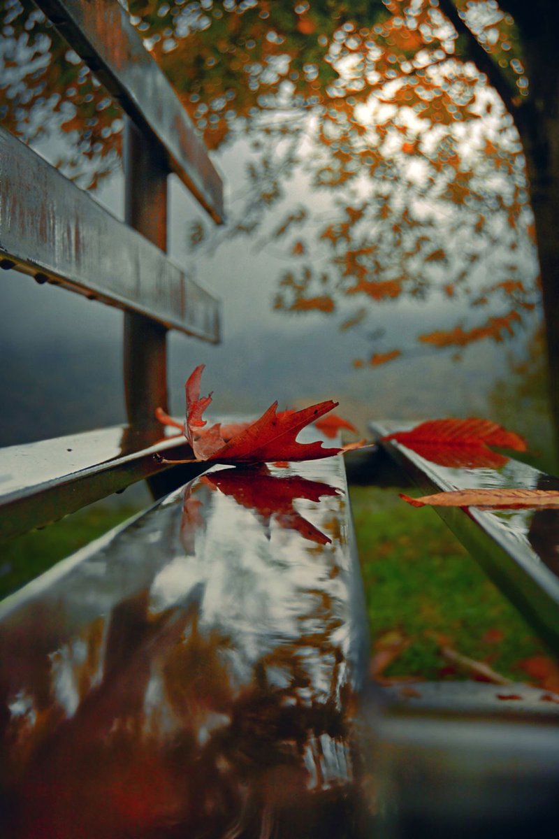 ~Red leaves  down ... 🍁🍁🍁
   By: Makis Bitos

#autumnleaf  
#photograghy