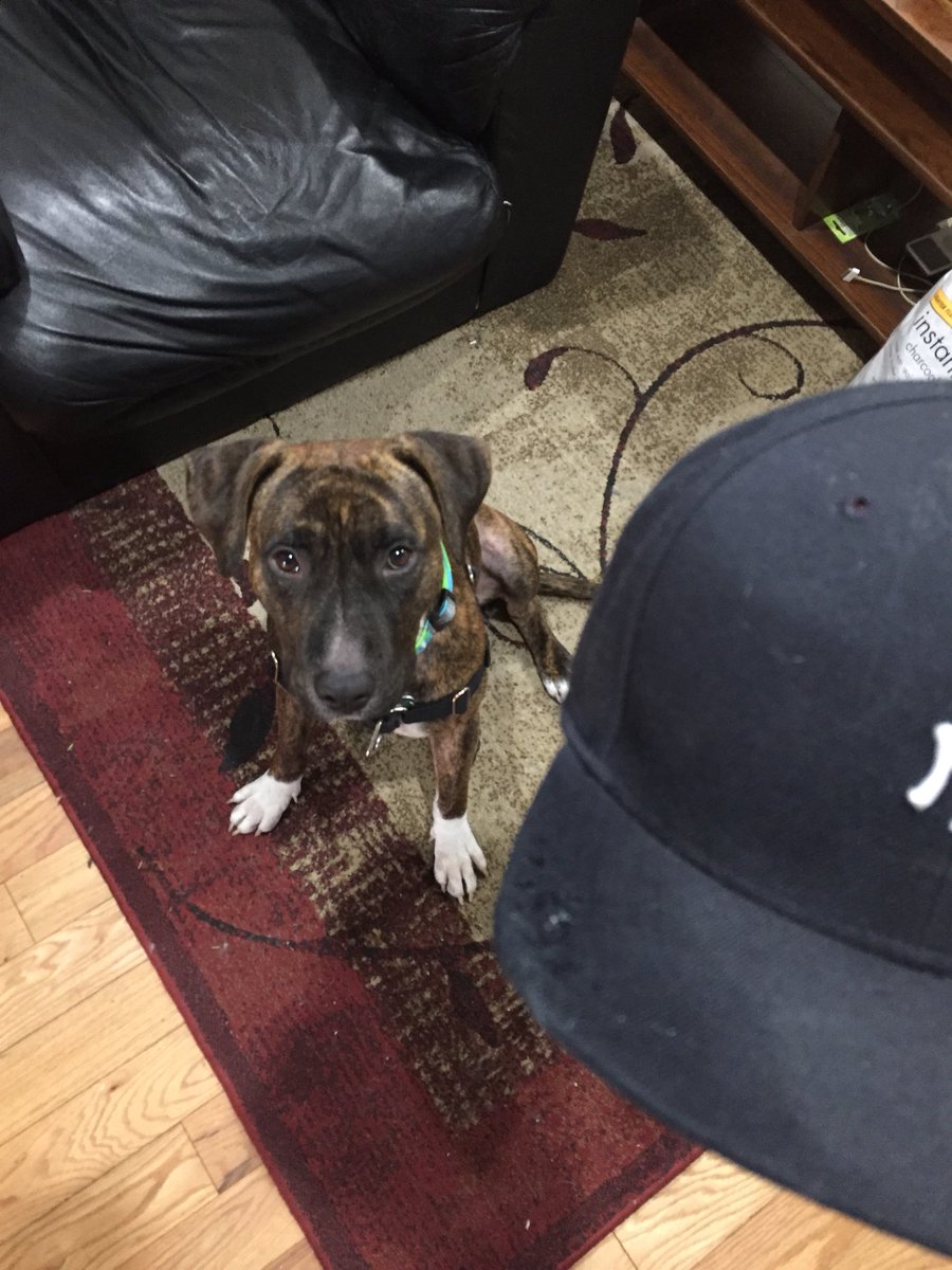 knightstand's tweet photo. Should have known my rescue dog from #Houston was an #Astros fan @47 @YankeesPR #sorewinner https://t.co/zorTyMpStS