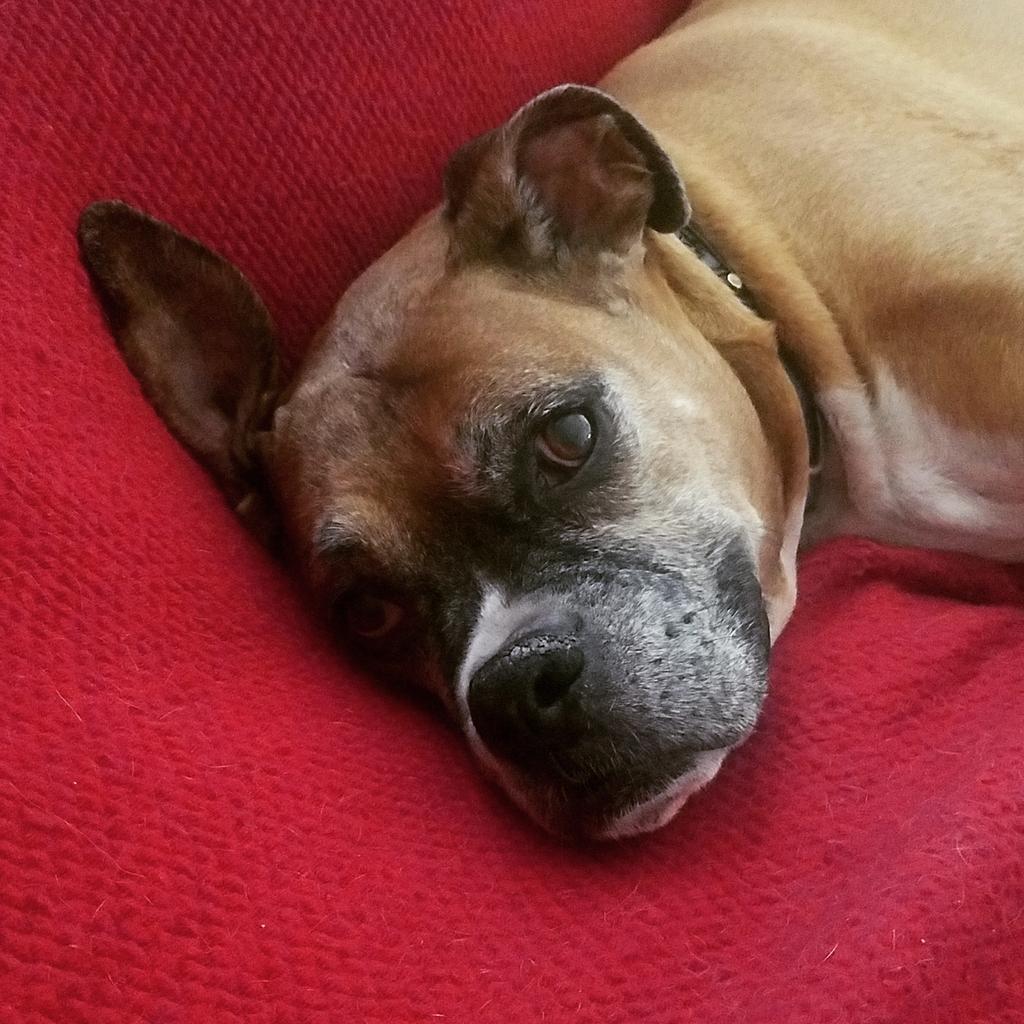 of_starlight's tweet photo. Castro occasionally tolerates being awoken from his snoozles #seniorpupsaturdays https://t.co/FQDScsHKMg