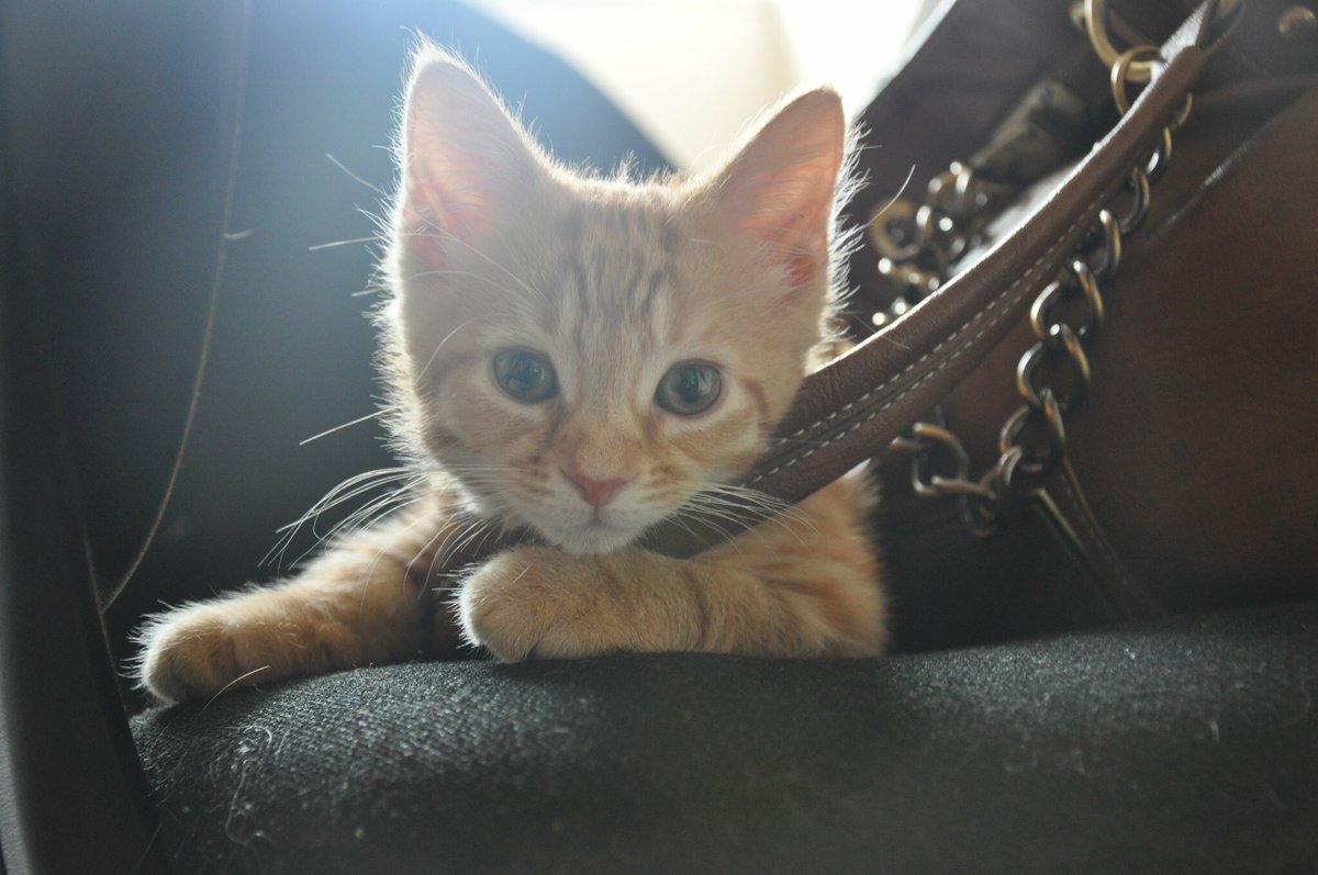 Top tips for youngsters on #kittyloafmonday Don't give up! Look at my #notsoperfect loaf once. Takes practice to get to #thekingofloaf lvl 😹