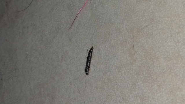 PestBook's tweet photo. AIUTOOO..IDENTIFICAZIONE INSETTI URGENTE - Forum - PestBook - Pest Control Network https://t.co/MzbXjozztd via @PestBook https://t.co/1SGAKF2V4a