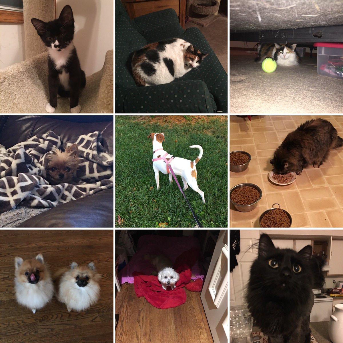 Just FurBabies Pet (jstfurbabies) Twitter