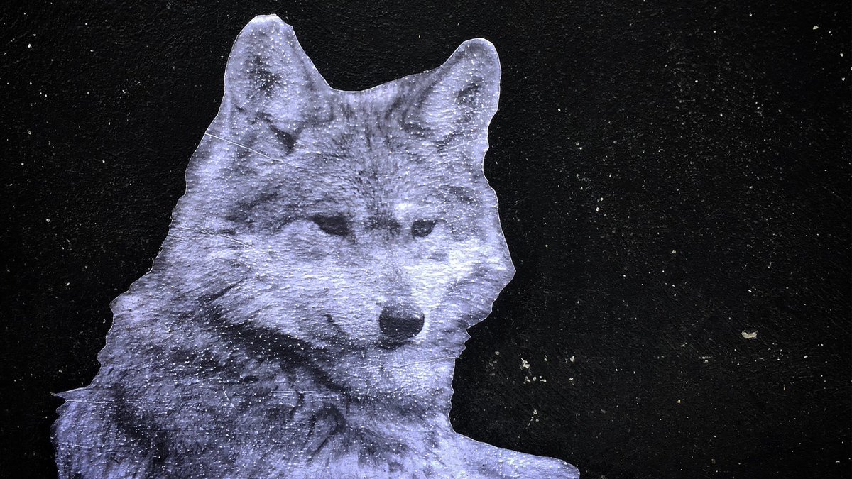 thotmag's tweet photo. En las calles del Centro el proyecto "Mural animal" por Extinto busca crear conciencia y que cuidemos y salvemos a los animales. #AMD2017 https://t.co/Lqrk30HmFx