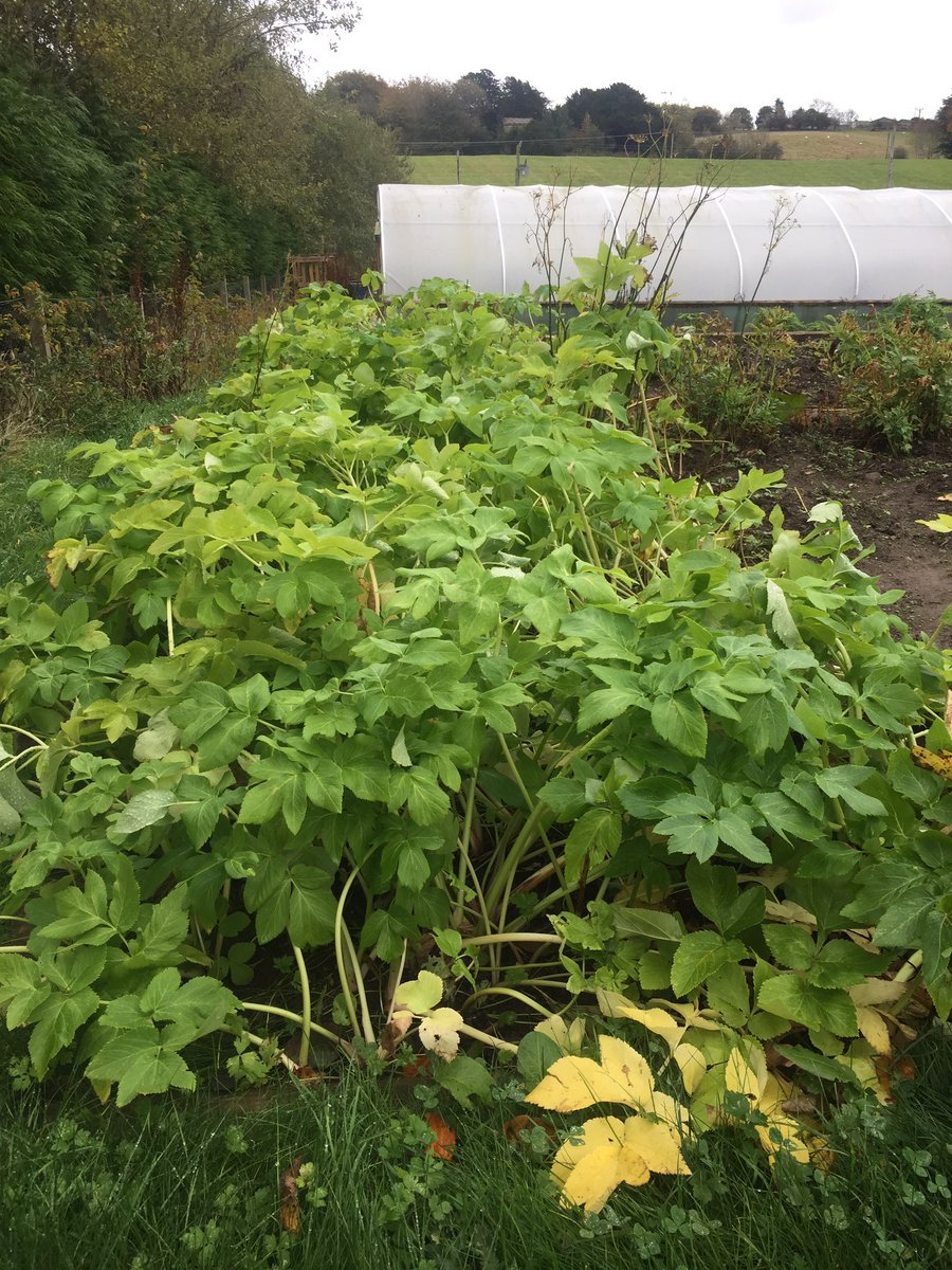 Angelica in its first year <a href="/secretherbgarde/">Secret Herb Garden</a> 🌱
It's rare to see the plants that make up #Gin botanicals (well except sketches on bottles)