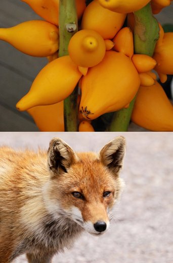 農林水産省 Facebook ツノナス は ブラジル原産のナス科の植物です キツネの顔に似ていることからフォックスフェイス カナリアに似た実色からカナリアナスと呼ばれることも T Co L0uek37kcz T Co Yodcpcr4xt Twitter