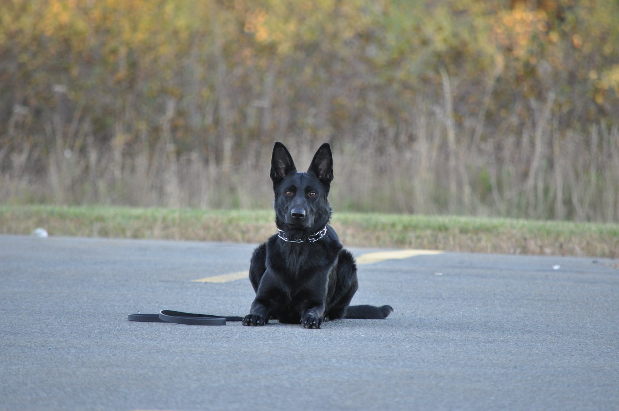 Titan Security Halifax on Twitter "K9 Training in session! K9 explosives scentdetection 