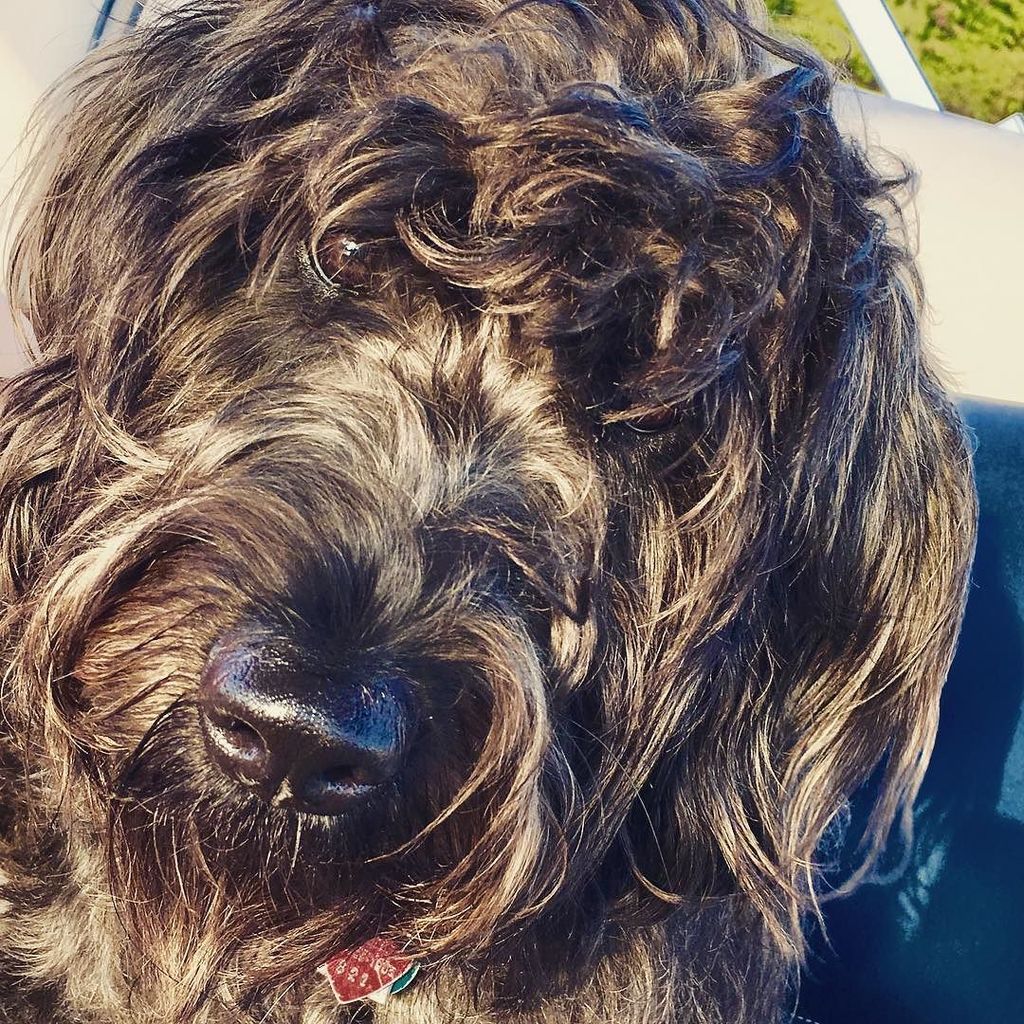 mommakeys's tweet photo. #datfacedo #hudsonthedog #labradoodlesofinstagram https://t.co/ipvKQaqNnV https://t.co/Oo1cmzlgcV