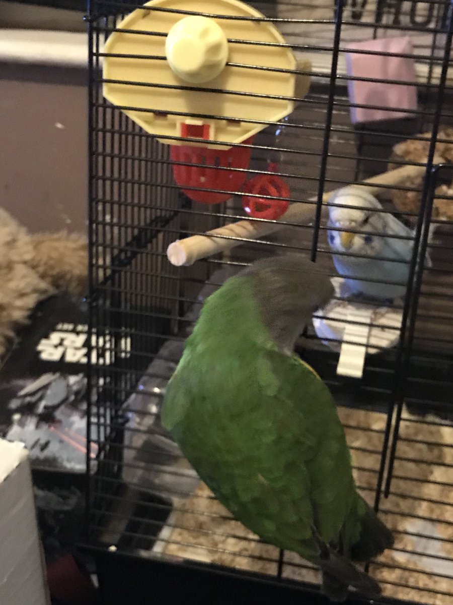 TuckerRingneck's tweet photo. Who’s tha new guy?
- Dylan https://t.co/w6Nv8fcA5z