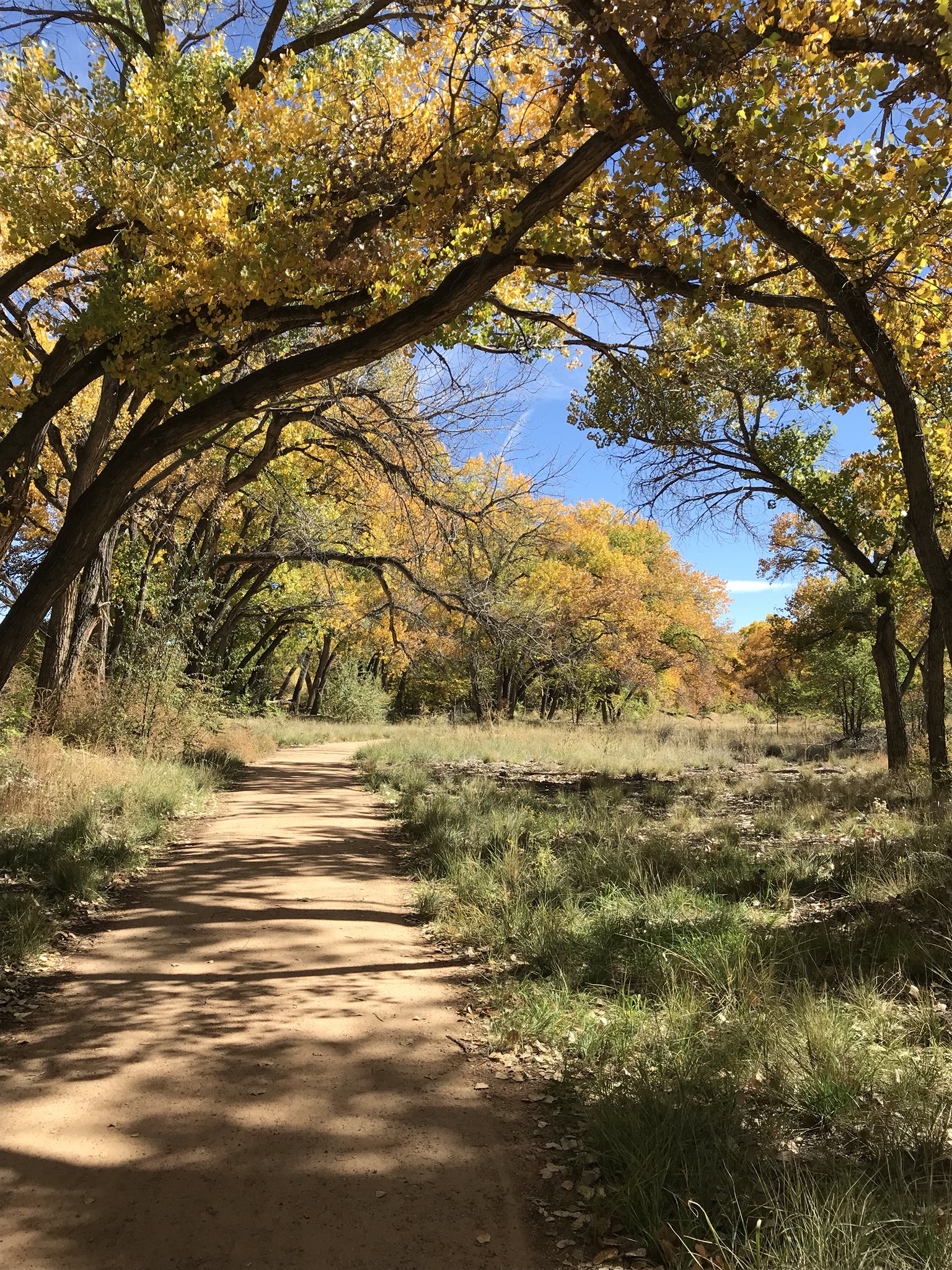 Bosque Trail Albuquerque City To Begin Improvements On Bosque Trail