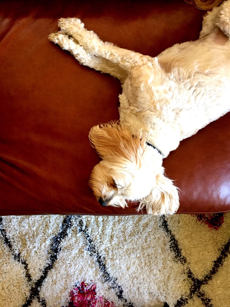 bellasalamode's tweet photo. #dogslife πΆ #sundaze
#MochiThePup #sunday #nap #sundayafternoon #naptime #weekend https://t.co/UVJeSLRQXh