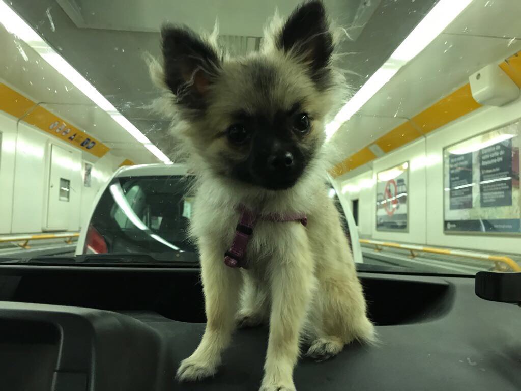 lndnpetsitting's tweet photo. #hello from #bella #love 🐾❤🐾❤ https://t.co/SEobNTSBhT