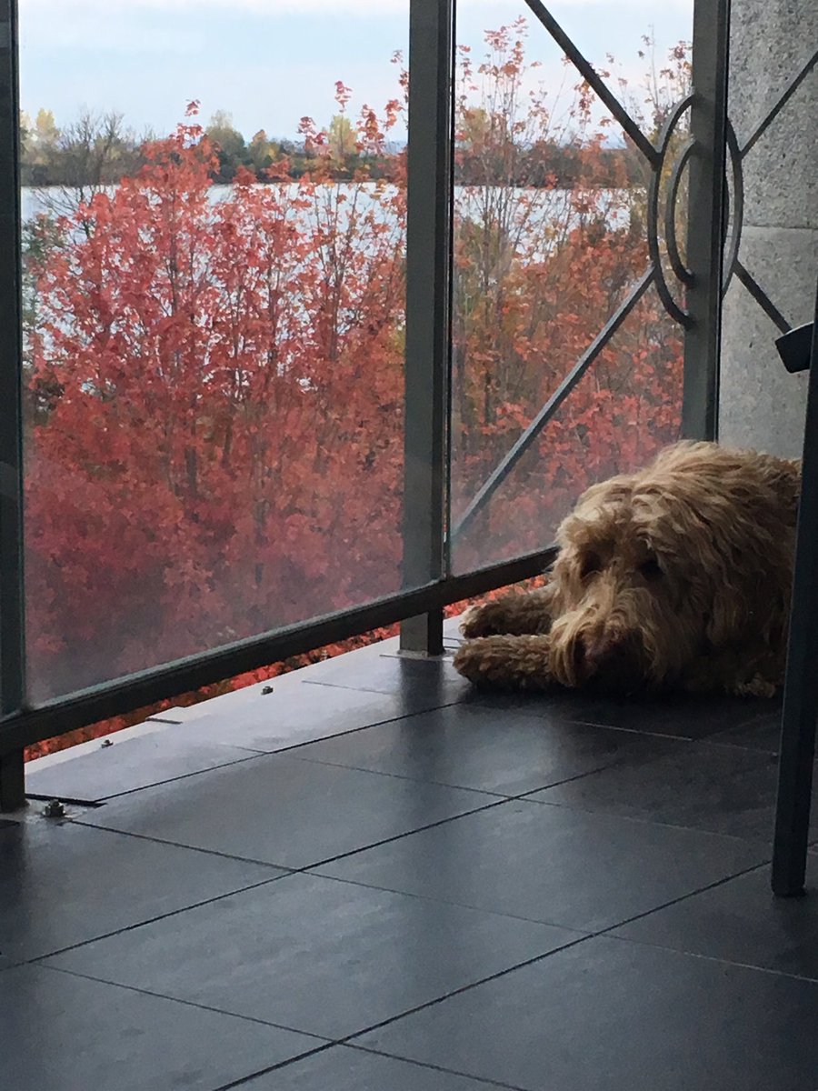 RubyTheDoodle's tweet photo. #SundayFunday with #myhumans and #bigwalks #tireddoodle https://t.co/czvWhrJFlr