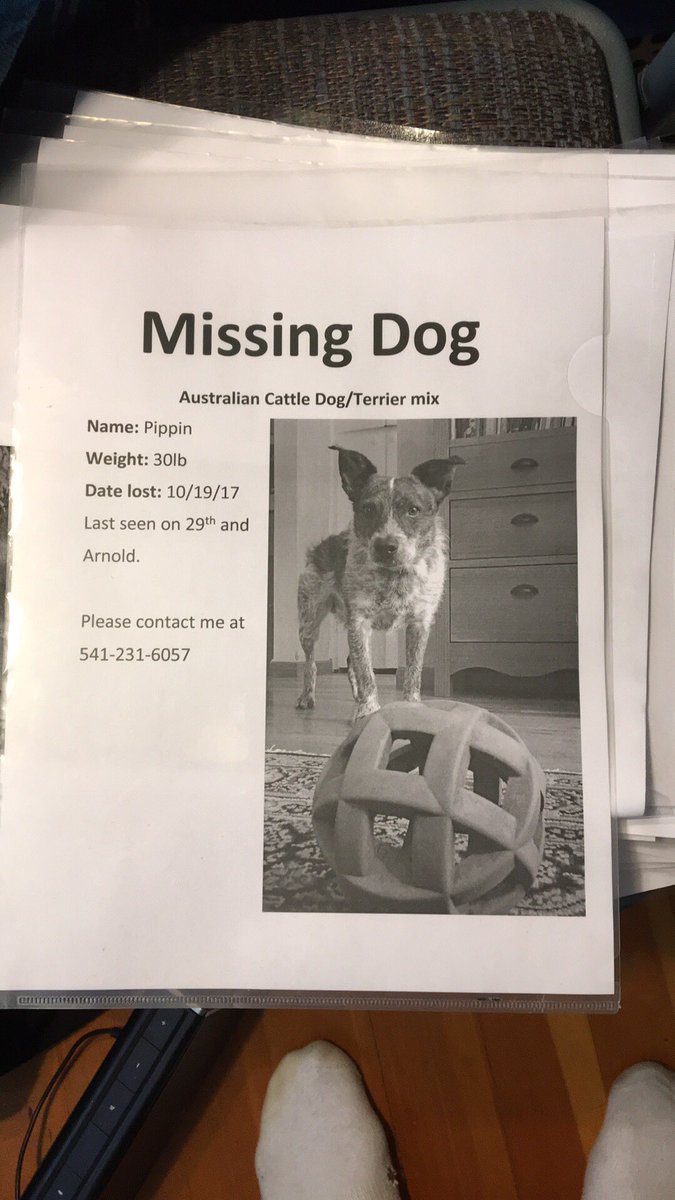 Julesthefools's tweet photo. Help me find this dog https://t.co/hsFo3WAwKe