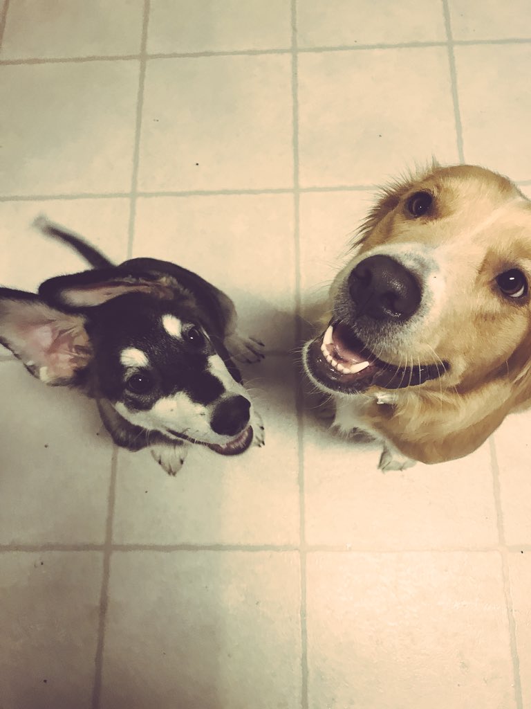 yourleftistmom's tweet photo. Puppers โค๏ธ๐ค #Lucy #BrotherNero #GoldenCollie #HuskyRetriever https://t.co/2RFindch1B