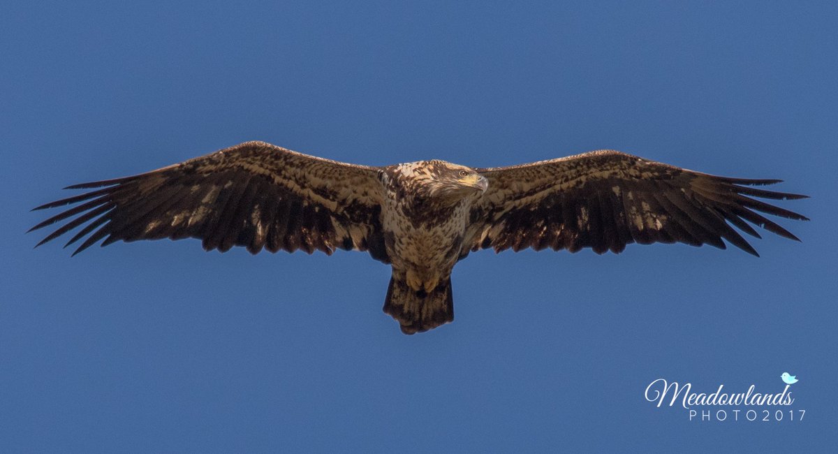 meadowlandPH0T0's tweet photo. Went to #statelinelookout @njpalisades for Hot Dog and I got a pretty sweet look at a Juvie Bald Eagle. Hot dog was damned good too! :) https://t.co/zxfIBqf1QO