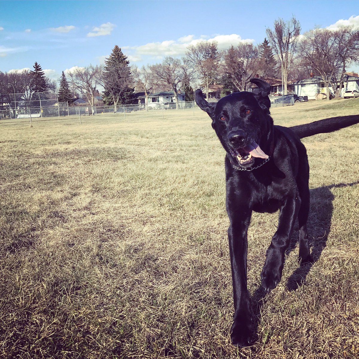 mike_go_mdub's tweet photo. ~>said g’bye to an amazing family member today. miss u already, Jett Buddy. #LovedLife #UnconditionalLove #Jetto #Zetto #jRool #BlackLabLove https://t.co/9mAxzg7bmx